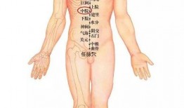 肚脐高清肚脐在线观看,揭秘肚脐的神秘之美